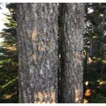 Go Hiking and Hug A Tree